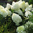 Гортензия метельчатая Дентель Де Горрон Гортензия метельчатая Дентель Де Горрон