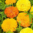 Бархатцы прямостоячие Хлопушка