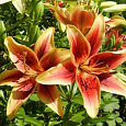 Лилия ОА-гибрид Фёст Краун