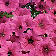Петуния грандифлора Суперкаскад Пинк