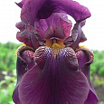 Ирис бородатый Мулен Руж