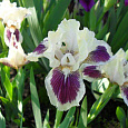 Ирис карликовый Блек Черри Дилайт