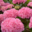 Гортензия крупнолистная Big Data