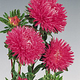 Астра июльская Розовая