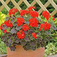 Пеларгония зональная Блэк Вельвет Скарлет
