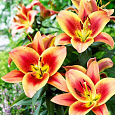 Лилия от-гибрид Монтего-Бей