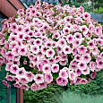 Петуния ампельная F1 Шок Вейв Пинк Вейн