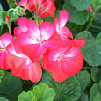 Пеларгония зональная Апаче Роуз Биколор