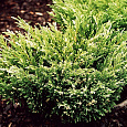 Можжевельник горизонтальный Андорра Варигата