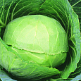 Капуста белокочанная СБ 3 F1