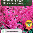 Астильба Арендса Elizabeth van Veen Астильба Арендса Elizabeth van Veen