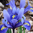 Ирис Сетчатый Cantab