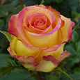 Роза Чайно-гибридная Ambiance