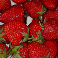 Земляника садовая Дарселект