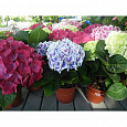 Гортензия крупнолистная Mix