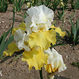 Ирис бородатый Эко де Франс