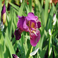 Ирис бородатый Император
