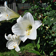 Лилия ЛО-гибрид Вайт Триумф