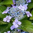 Гортензия пильчатая Bluebird