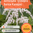 Астильба Тунберга Бетси Каперус Астильба Тунберга Бетси Каперус