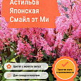 Астильба Японская Смайл эт Ми Астильба Японская Смайл эт Ми