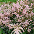 Астильба простолистная Энни Граафланд