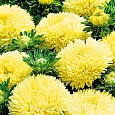 Астра пионовидная Дюшес желтая