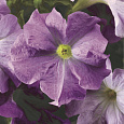 Петуния грандифлора Тритуния Скай Блю