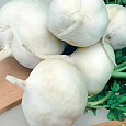Редька Зимняя круглая белая