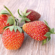 Земляника садовая Фея