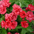 Флокс друммонда Промис Скарлет