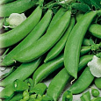 Горох овощной Орегон шуга