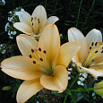 Лилия ЛА-гибрид Шампань Даймонд