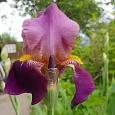 Ирис бородатый Император
