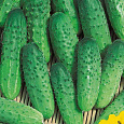 Огурец  Задор F1
