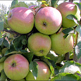 Яблоня Уралец
