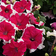 Петуния грандифлора Лимбо Джи Пи	Роуз Пикоти