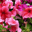 Петуния крупноцветковая Танго Розовая с красными жилками