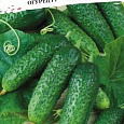 Огурец  Престиж F1