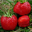 Земляника (Клубника) садовая Юния-Смайдс