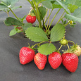 Земляника садовая Сассетт