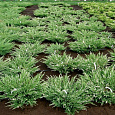 Можжевельник горизонтальный Андорра Варигата