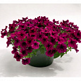 Петуния ампельная Саксесс Бургунди