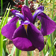 Ирис японский Вариегата