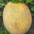 Дыня  Ананас