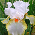 Ирис бородатый Хэллоуин Хало