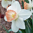 Нарцисс крупнокорончатый Пинк Чарм