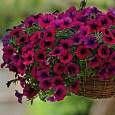 Петуния ампельная F1 Шок Вейв Дип Парпл