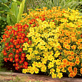 Бархатцы Тонколистные Смесь окрасок