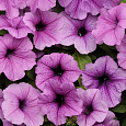Петуния грандифлора Игл Плам Вейн